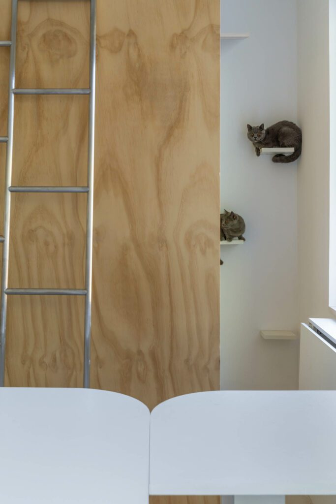 客户猫休息翻新空间