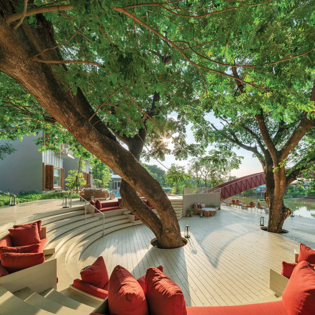 登陆甲板仿佛漂白板环绕两株保留雨树