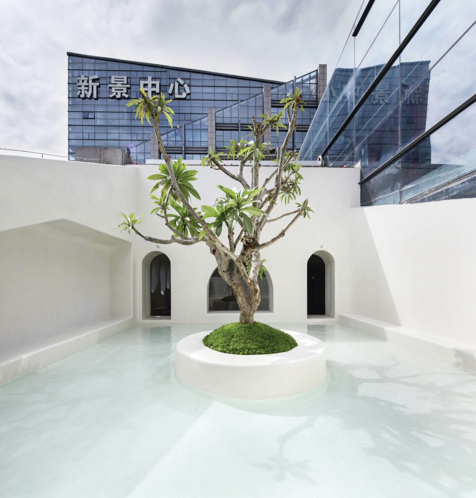 frangipani树支配微水泥梯田