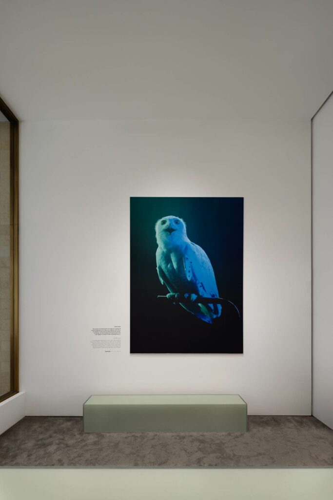 墙上蓝色猫头鹰艺术