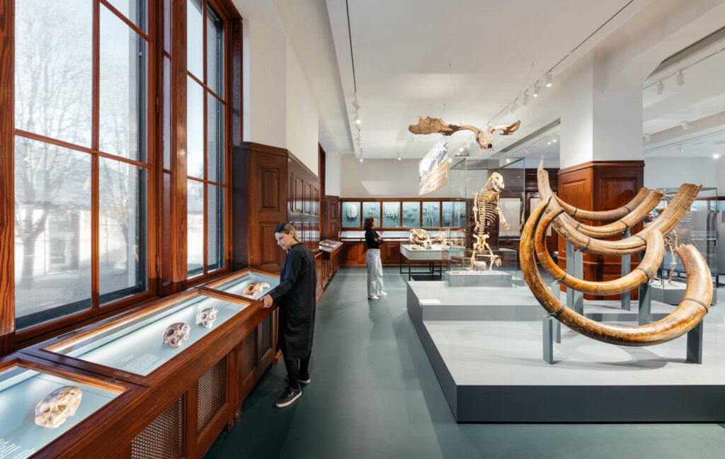 描述陆地动物进化的展览中,标本显示在大楼原创Douglasfir柜子中