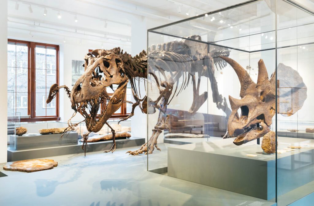 奥斯陆自然历史博物馆由Atelier Brückner新修复,T-Rex骨架与原创Triceratops骨架并排