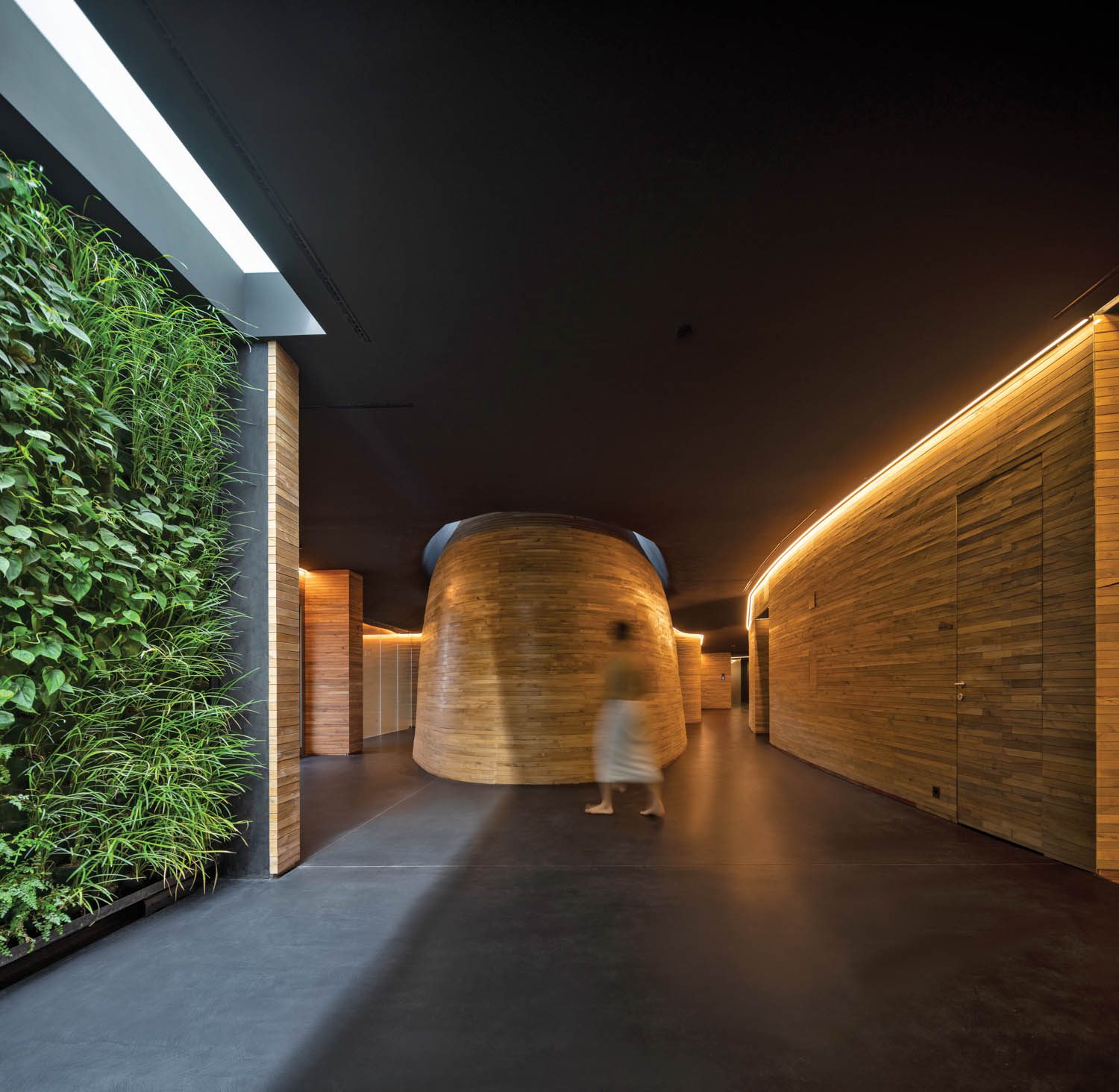 Parvati植物和fracus植物组成绿墙