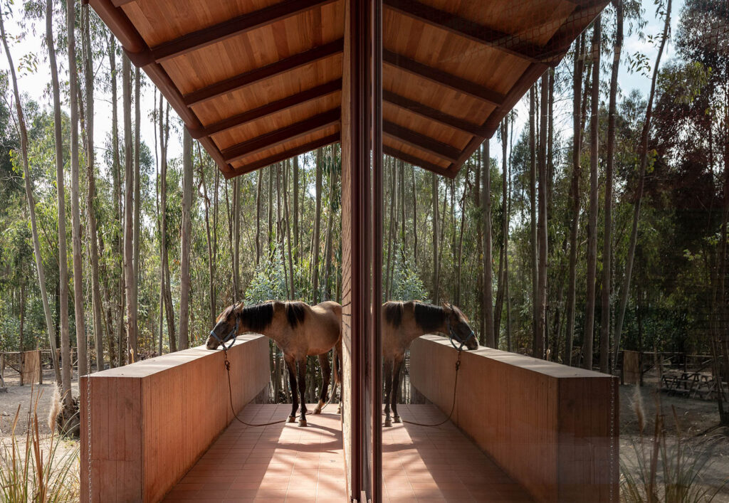 马从覆盖树冠下槽水