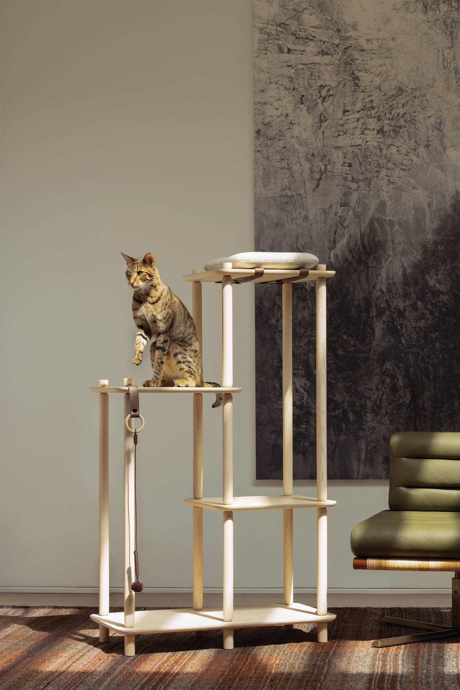 猫坐在Papuk连接