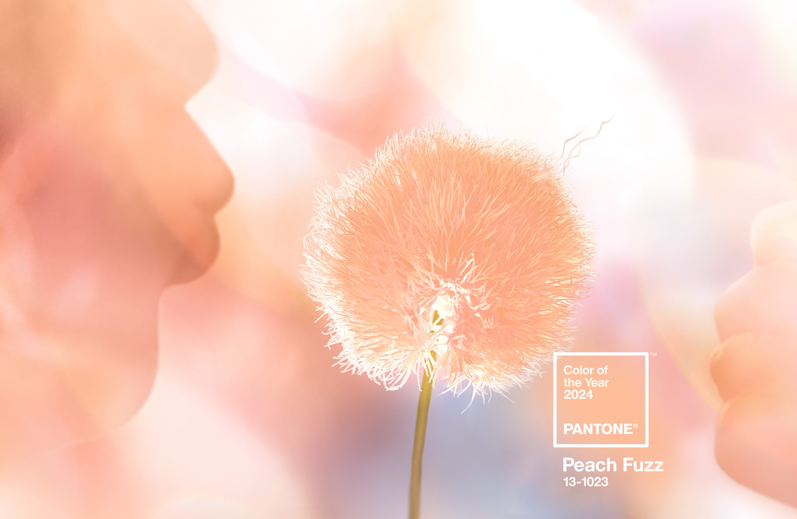 Pantone2024年颜色:PeachFuzz