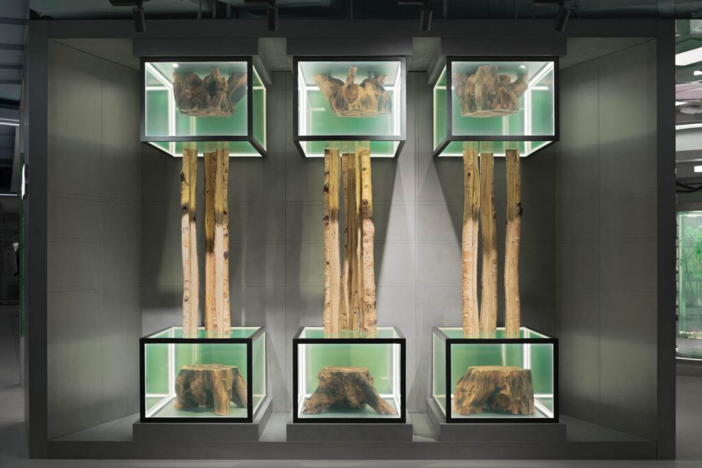 Poplar树干引生物兴趣