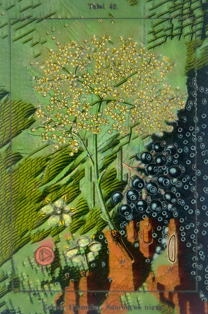 绿化画和花受Vedic默想启发